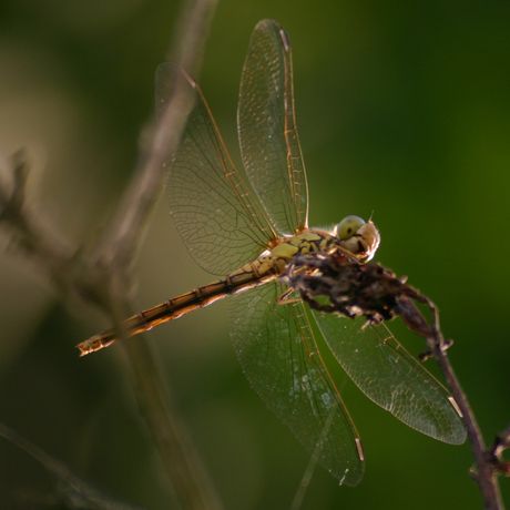 Libelle