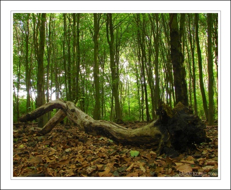 in het bos