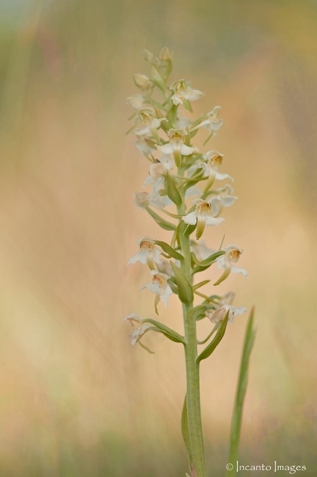 Bergnachtorchis