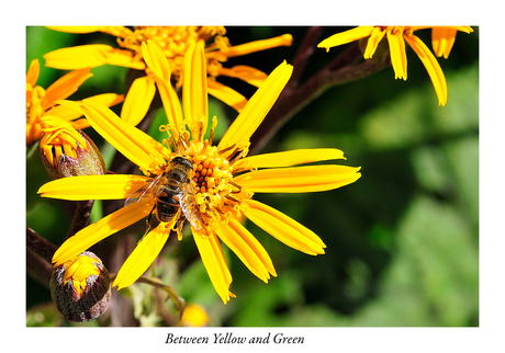 Between Yellow and Green