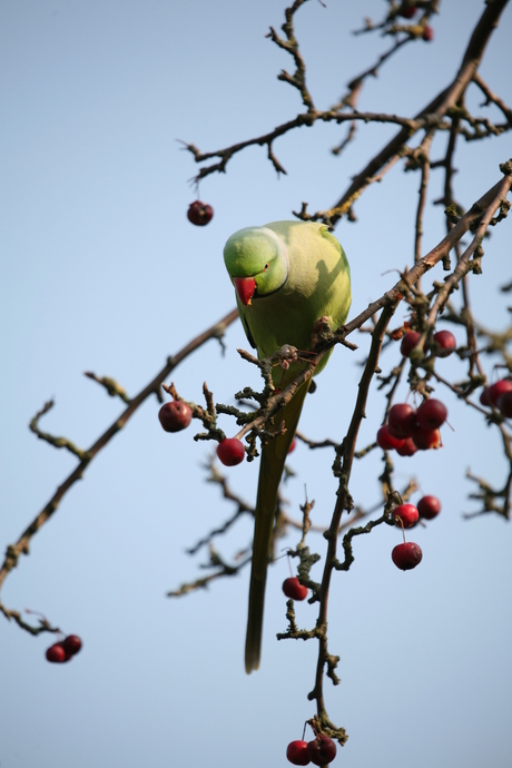 Appeltjesdief