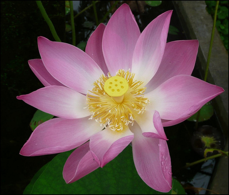 Lotusflower