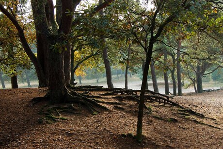 Het Schone bos