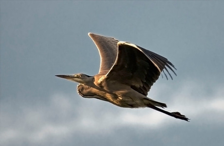 Blauwe Reiger