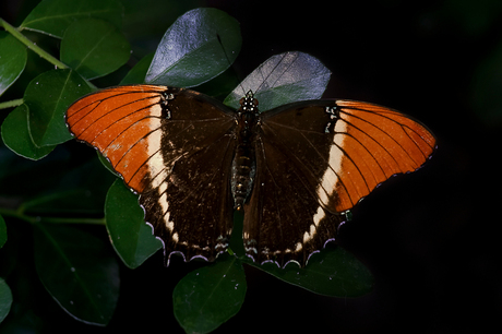 Siproeta epaphus