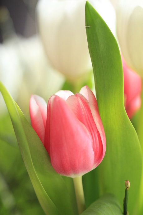 Tulp