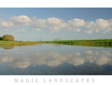 oostvaardersplassen