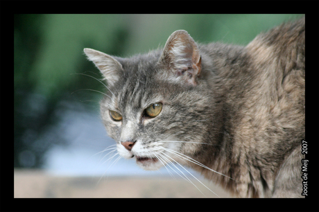 Onbekende kat in Frankrijk