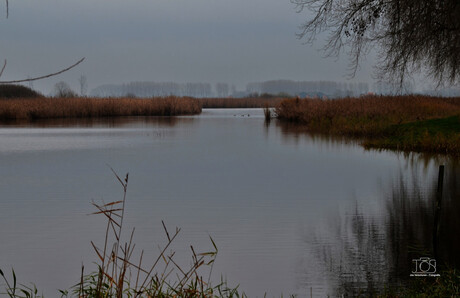 De Vlaamse Kreek DSC_2939