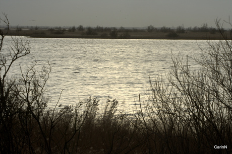 Oostvaardersplassen jan 2014 (1).jpg