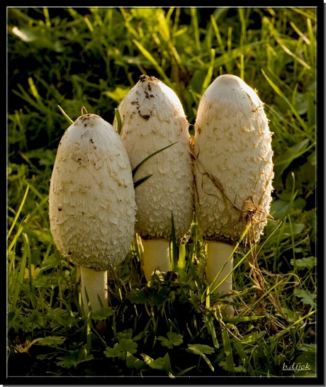 Geschubte inktzwam....