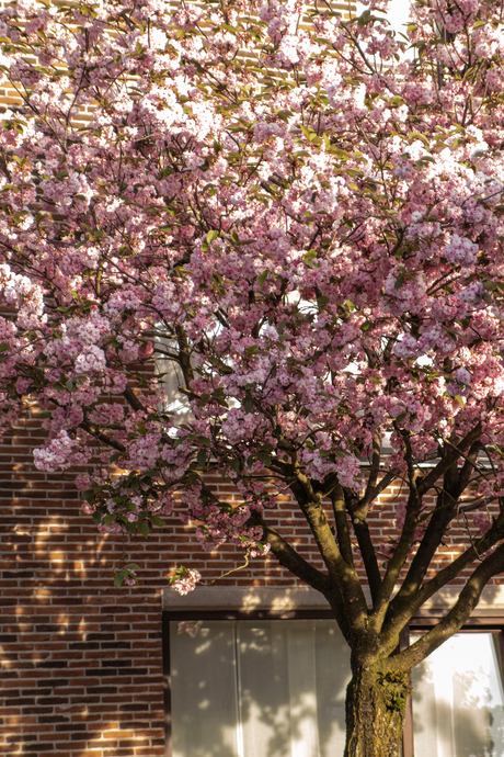 Bloesems in Hasselt