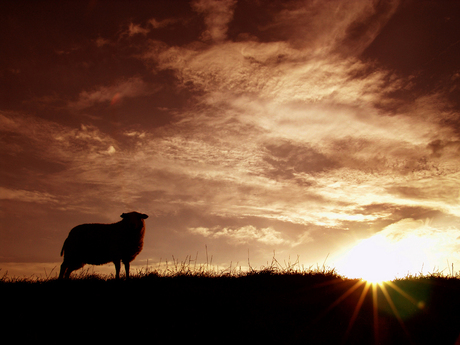 Schaap geniet van zonsondergang