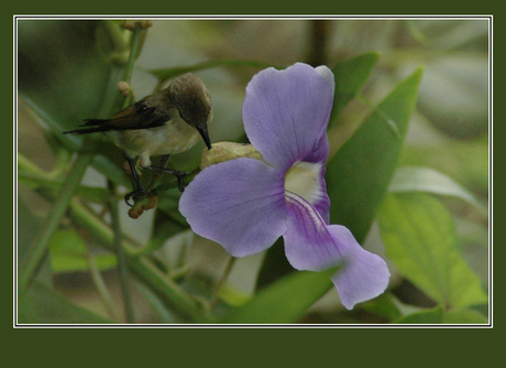 Vogel en bloem