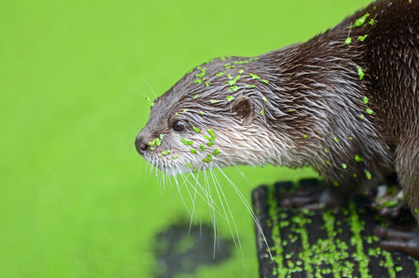 Otter in green