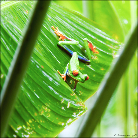 Red Eye Tree frog