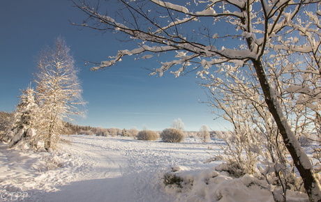 Winter landschap