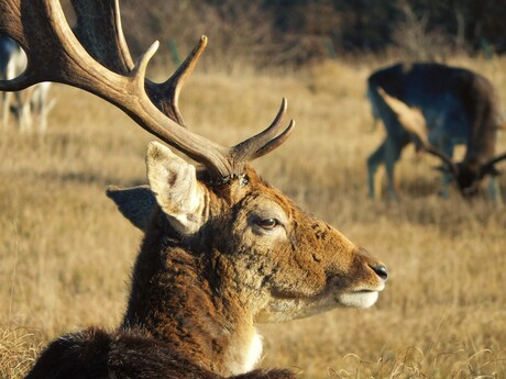 Amsterdamse Waterleidingduinen