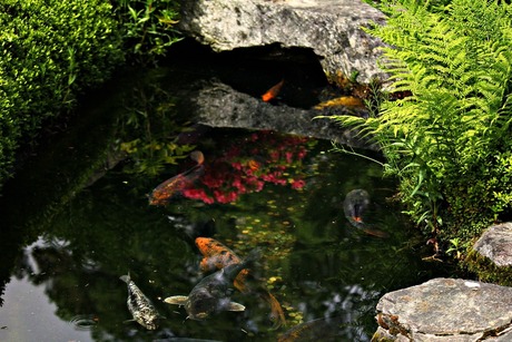 koi karpers