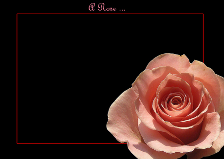 A rose...