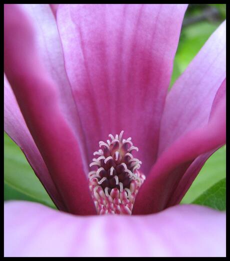Inkijk paarse bloem