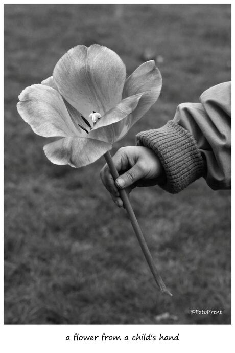 a flower from a child's hand