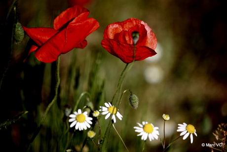 In Flanders fields the poppies blow