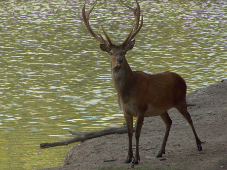 Red deer