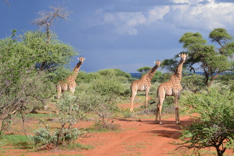 Giraffes in the garden