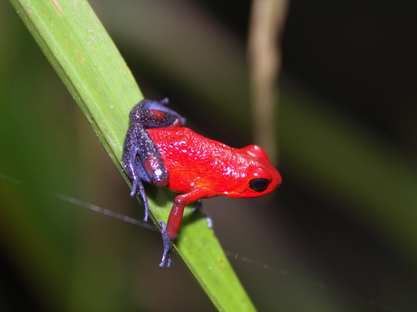 Blue jeans frog