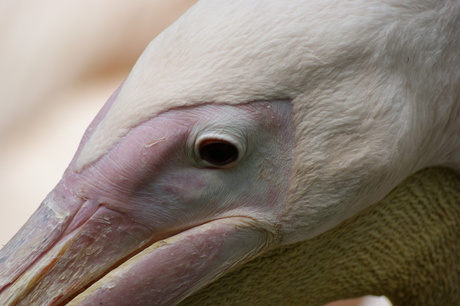 close up pelican