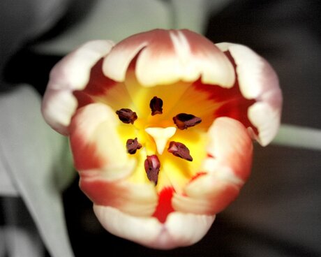 Tulp (bewerkt)