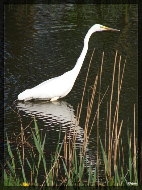 Grote zilverreiger