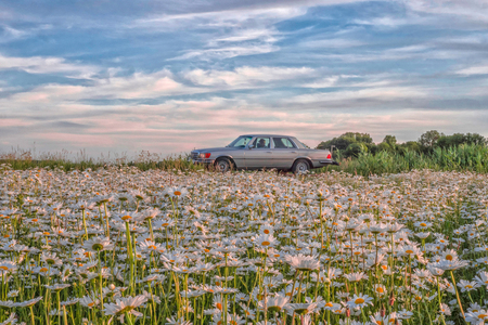 old timer - Iets anders dan anders - foto door maddyvanlith op 01-07-2020 - deze foto bevat: bloemen, zomer, oldtimer, natuurfotografie