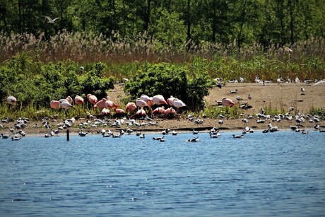 Flamingo's in Zwillbrocker Venn