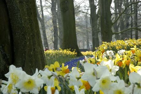 Keukenhof