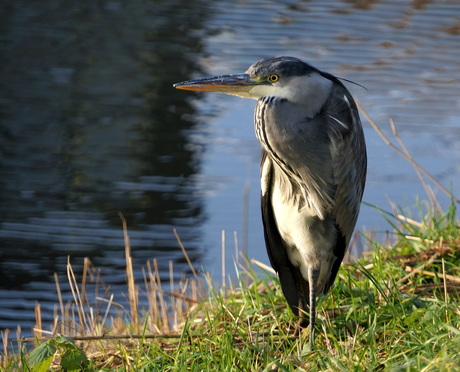 ... en route ... hongerige reiger