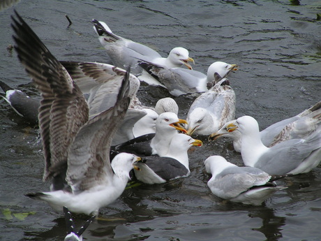 Meeuwen in gevecht