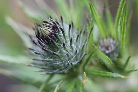 distel in macro