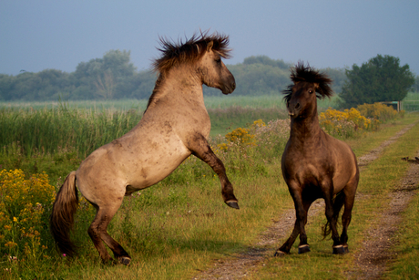 Konik