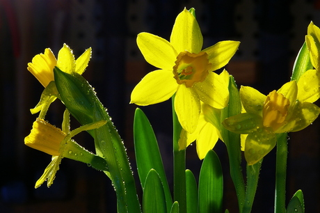 Daffodills