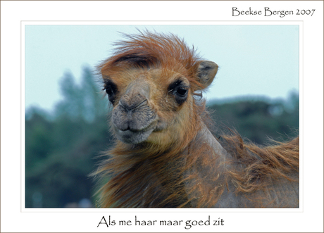 Als me haar maar goed zit....