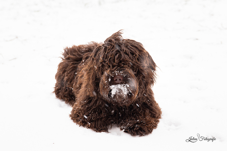 Teddy in de sneeuw
