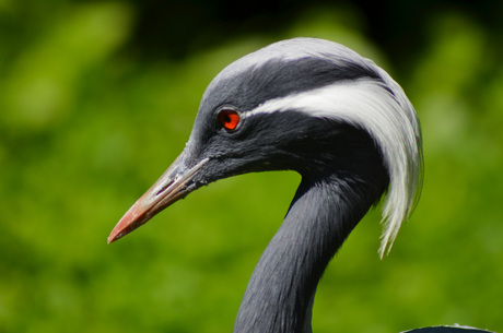 Jufferkraanvogel