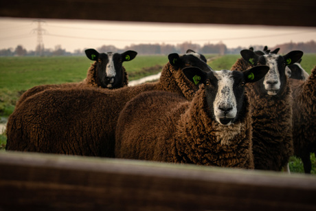 Nieuwsgierige schapen