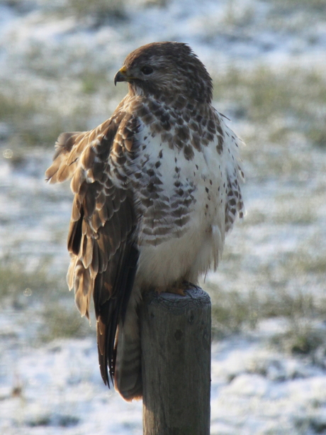 Buizerd in de koude wind