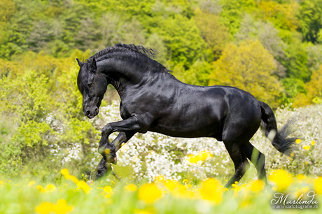 HPE Fotoreis Duitsland - Paarden