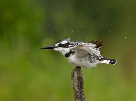 Bonte-ijsvogel