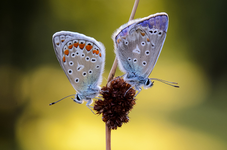 Icarusblauwtje / Polyommatus icarus / Common blue