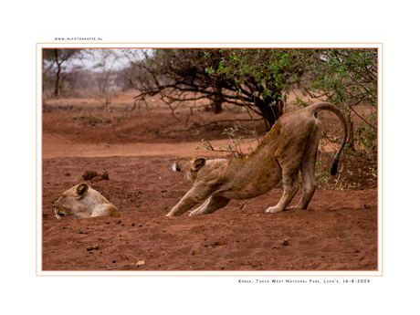 Lions 5, Kenia